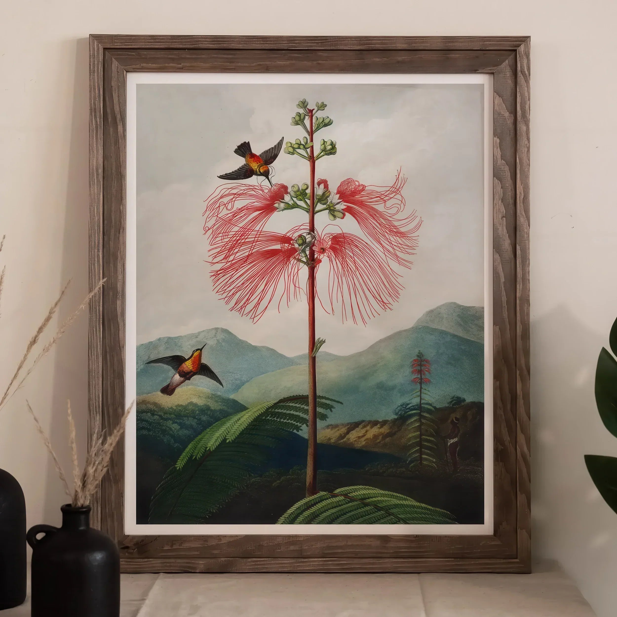 Large Flowering Sensitive Plant - Robert John Thornton Art Print, Framed Botanical Illustration Plant Red Feathery Blooms Two