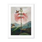 Large Flowering Sensitive Plant - Robert John Thornton Art Print Posters Prints & Visual Artwork