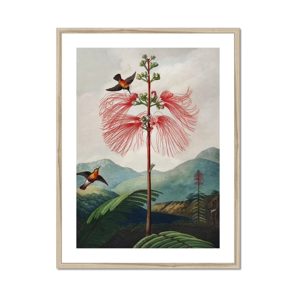 Large Flowering Sensitive Plant - Robert John Thornton Art Print Posters Prints & Visual Artwork