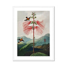 Large Flowering Sensitive Plant - Robert John Thornton Art Print, Pink Plant Delicate Feathery Petals Two Hummingbirds Nearby