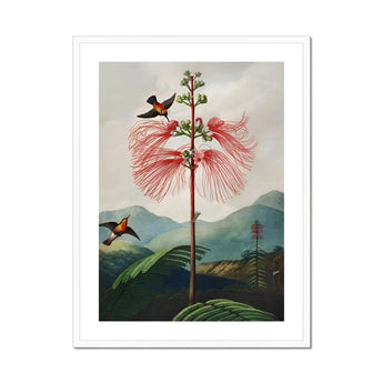 Large Flowering Sensitive Plant - Robert John Thornton Art Print, Pink Plant Delicate Feathery Petals Two Hummingbirds Nearby