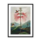 Large Flowering Sensitive Plant - Robert John Thornton Art Print, Pink Plant Delicate Feathery Petals Two Birds Perched