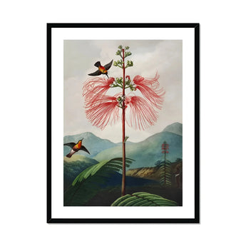 Large Flowering Sensitive Plant - Robert John Thornton Art Print, Pink Plant Delicate Feathery Petals Two Birds Perched
