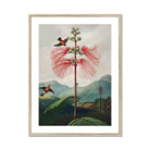 Large Flowering Sensitive Plant - Robert John Thornton Art Print, Pink Plant Delicate Feathery Petals Two Birds Perched