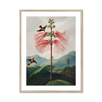 Large Flowering Sensitive Plant - Robert John Thornton Art Print, Pink Plant Delicate Feathery Petals Two Birds Perched