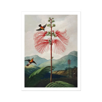 Large Flowering Sensitive Plant - Robert John Thornton Art Print, Pink Feathery Flower Atop Single Tall Stem Two