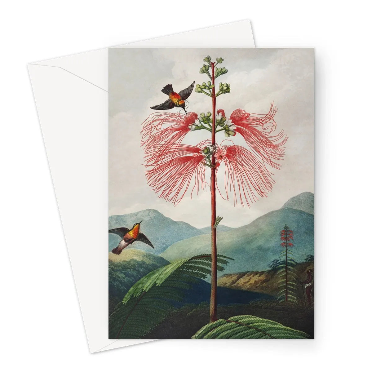 Large Flowering Sensitive Plant By Robert John Thornton Greeting Card - A5 Portrait / 1 Card - Greeting & Note Cards