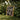 Yellow-framed Painting Ballroom Scene Figures Formal Attire Luxe Vintage Gay, Rave, Desire Waltzes Unbound