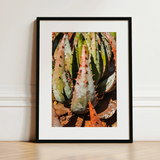 Layer Cake - Modern Botanical Succulent Art Print / Canvas, 12x16’’ / 31x41cm / Black Frame / Matboard, Posters Prints & Visual Artwork,