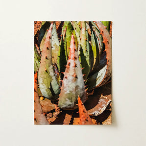 Layer Cake - Modern Botanical Succulent Art Print / Canvas, 12x16’’ / 31x41cm / Unframed / no Border, Posters Prints & Visual Artwork, Toby