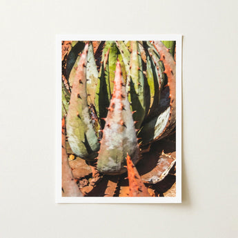Layer Cake - Modern Botanical Succulent Art Print / Canvas Framed Photograph Close-up Spiky Green Reddish-orange Leaves Contemporary