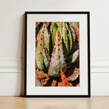 Layer Cake - Modern Botanical Succulent Art Print / Canvas Black-framed Art Print Close-up Spiky Green Reddish-orange Succulent