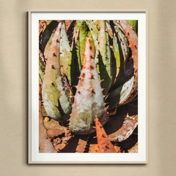 Layer Cake - Modern Botanical Succulent Art Print, Framed Botanical Photograph Spiky Agave Plant Leaves Mottled