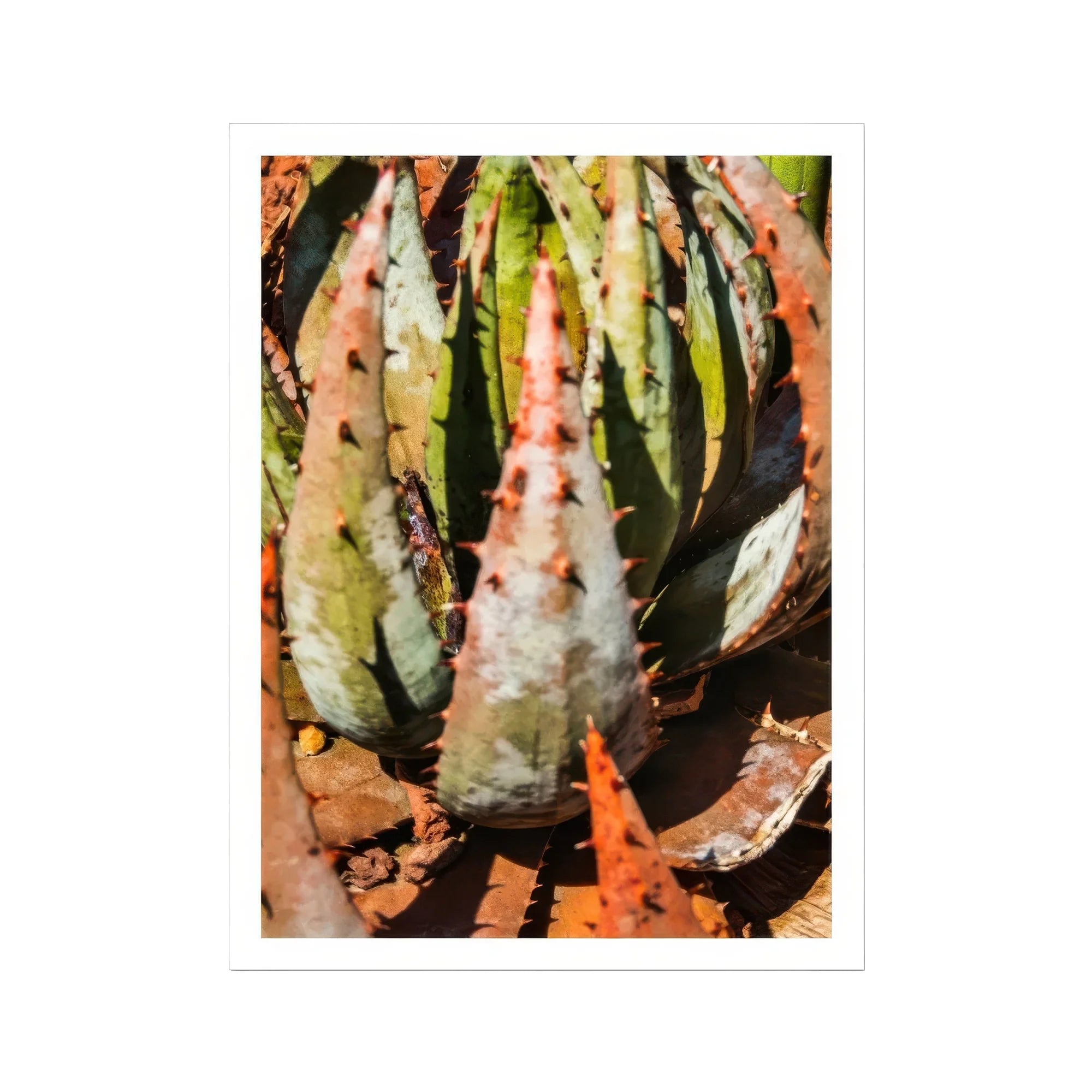 Layer Cake - Modern Botanical Succulent Art Print, Spiky Succulent Plant Mottled Green White Striped Leaves