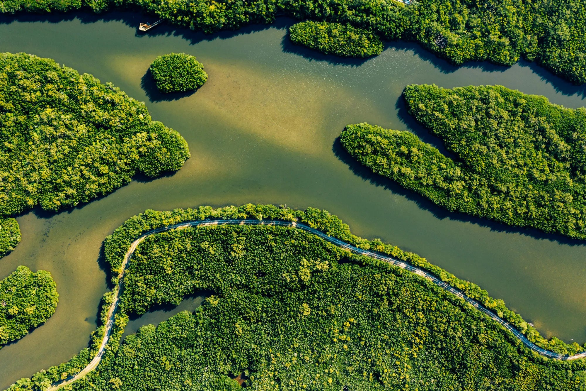 Aerial view of lush mangrove forests intertwined with winding waterways