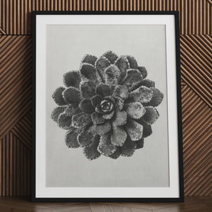 Saxifrage pyramidale marginée (saxifraga Aizoon) - Impression d'art de Karl Blossfeldt, 24x32'' / 61x81cm / Cadre noir / Passe-partout de 2'', Affiches Impressions
