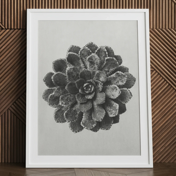 Saxifrage pyramidale marginée (saxifraga Aizoon) - Impression d'art de Karl Blossfeldt, 24x32'' / 61x81cm / Cadre blanc / Passe-partout de 2'', Affiches Impressions
