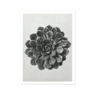 Margined Pyramidal Saxifrage (saxifraga Aizoon) - Karl Blossfeldt Art Print