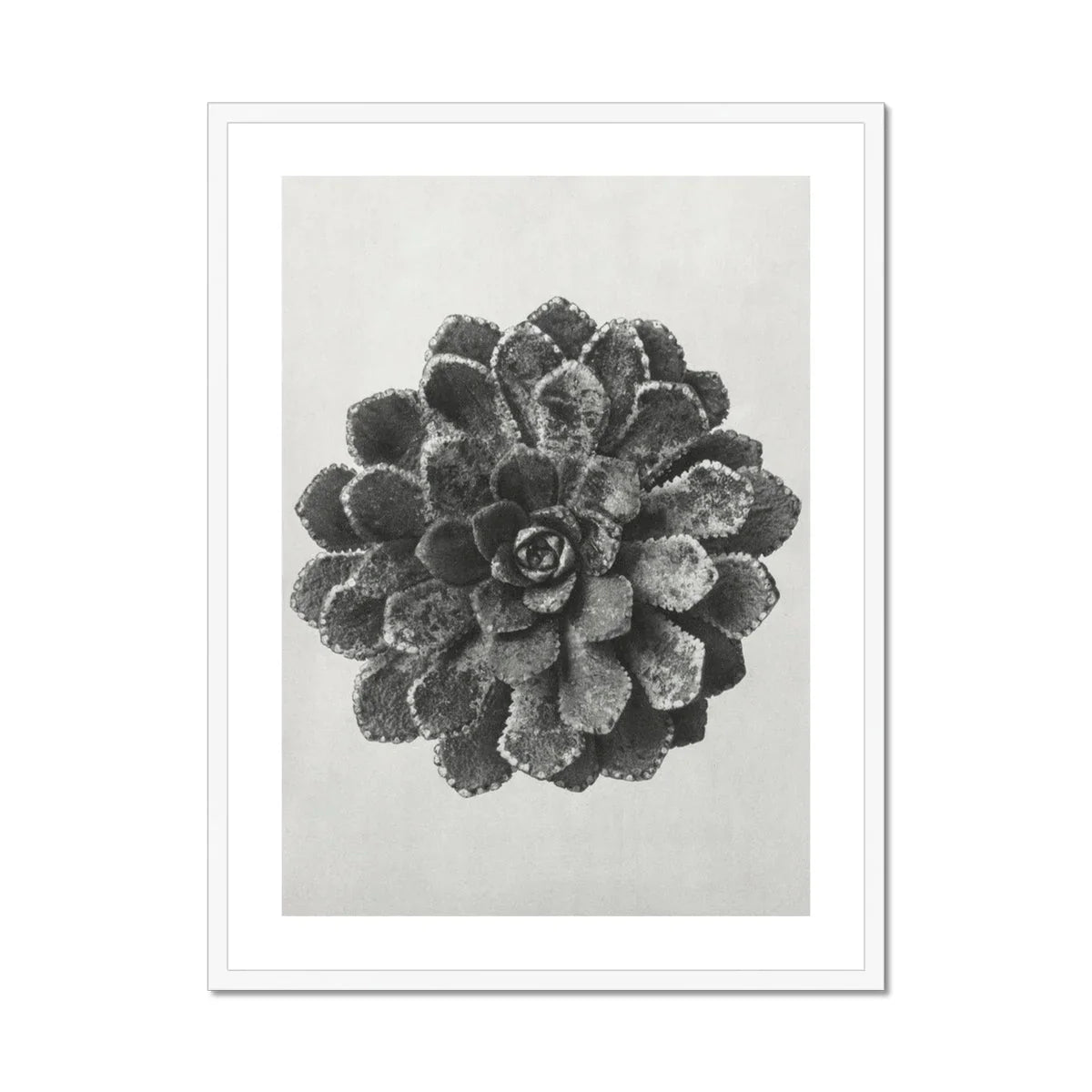 Margined Pyramidal Saxifrage (saxifraga Aizoon) - Karl Blossfeldt Art Print