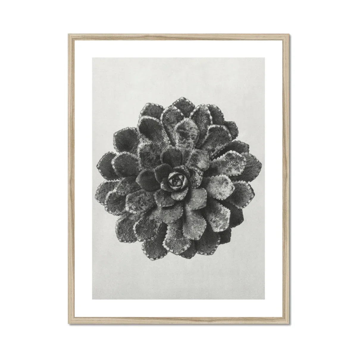 Margined Pyramidal Saxifrage (saxifraga Aizoon) - Karl Blossfeldt Art Print