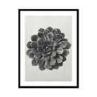 Margined Pyramidal Saxifrage (saxifraga Aizoon) - Karl Blossfeldt Art Print