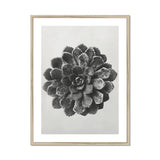 Margined Pyramidal Saxifrage (saxifraga Aizoon) - Karl Blossfeldt Art Print, Black White Photograph Succulent Plant Layered Rosette-shaped