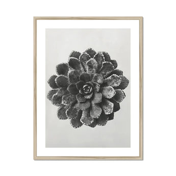 Margined Pyramidal Saxifrage (saxifraga Aizoon) - Karl Blossfeldt Art Print, Black White Photograph Succulent Plant Layered Rosette-shaped
