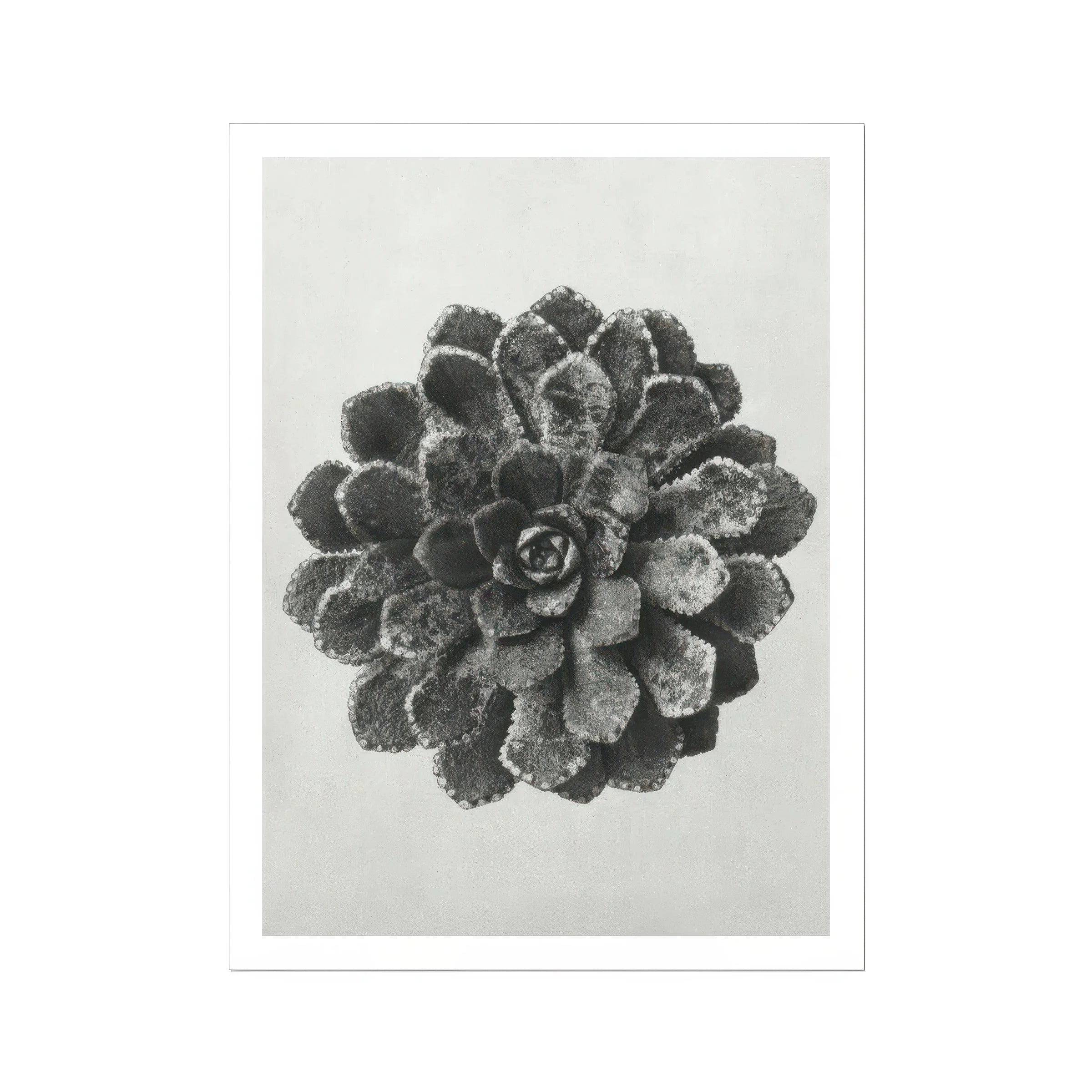 Margined Pyramidal Saxifrage (saxifraga Aizoon) - Karl Blossfeldt Art Print