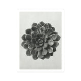 Margined Pyramidal Saxifrage (saxifraga Aizoon) - Karl Blossfeldt Art Print, Black White Succulent Plant Layered Rosette-shaped Petals