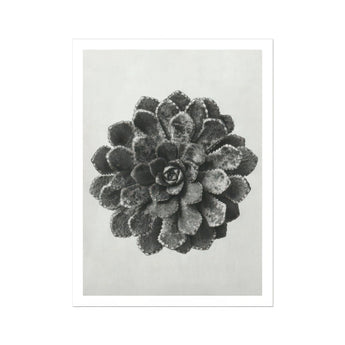 Margined Pyramidal Saxifrage (saxifraga Aizoon) - Karl Blossfeldt Art Print, Black White Succulent Plant Layered Rosette-shaped Petals