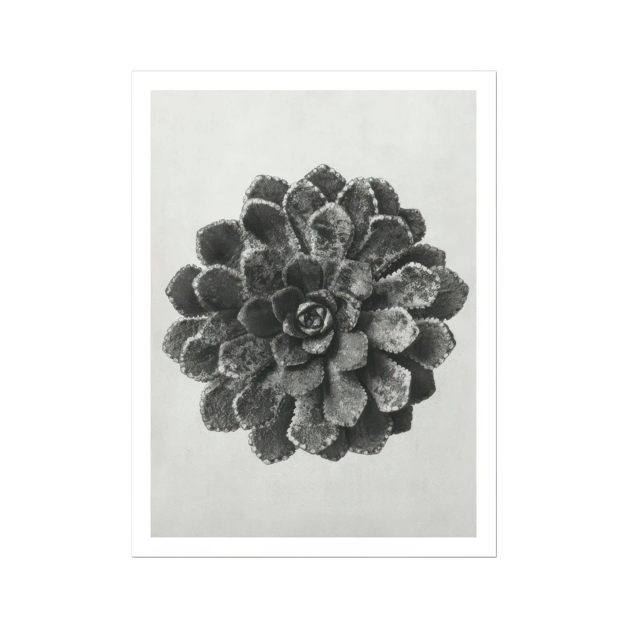 Margined Pyramidal Saxifrage (saxifraga Aizoon) - Karl Blossfeldt Art Print Posters Prints & Visual Artwork