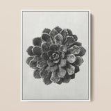 Margined Pyramidal Saxifrage (saxifraga Aizoon) - Karl Blossfeldt Art Print / Canvas, 12x16’’ / 31x41cm / White Frame, Posters Prints &