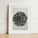 Margined Pyramidal Saxifrage (saxifraga Aizoon) - Karl Blossfeldt Art Print / Canvas, 12x16’’ / 31x41cm / White Frame / Matboard, Posters