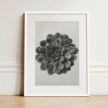 Margined Pyramidal Saxifrage (saxifraga Aizoon) - Karl Blossfeldt Art Print / Canvas, 12x16’’ / 31x41cm / White Frame / Matboard, Posters