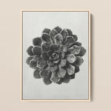 Margined Pyramidal Saxifrage (saxifraga Aizoon) - Karl Blossfeldt Art Print / Canvas, 12x16’’ / 31x41cm / Natural Frame, Posters Prints &