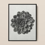 Margined Pyramidal Saxifrage (saxifraga Aizoon) - Karl Blossfeldt Art Print / Canvas, 12x16’’ / 31x41cm / Black Frame, Posters Prints &