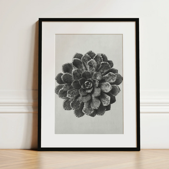 Margined Pyramidal Saxifrage (saxifraga Aizoon) - Karl Blossfeldt Art Print / Canvas, 12x16’’ / 31x41cm / Black Frame / Matboard, Posters