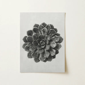 Margined Pyramidal Saxifrage (saxifraga Aizoon) - Karl Blossfeldt Art Print / Canvas, 12x16’’ / 31x41cm / Unframed / no Border, Posters