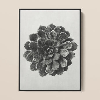 Margined Pyramidal Saxifrage (saxifraga Aizoon) - Karl Blossfeldt Art Print / Canvas Black-framed Artwork Monochrome Photograph Textured