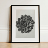 Margined Pyramidal Saxifrage (saxifraga Aizoon) - Karl Blossfeldt Art Print / Canvas Black-framed Art Print Detailed Grayscale Photograph