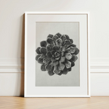 Margined Pyramidal Saxifrage (saxifraga Aizoon) - Karl Blossfeldt Art Print / Canvas Black-and-white Framed Print Detailed Textured