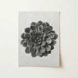Margined Pyramidal Saxifrage (saxifraga Aizoon) - Karl Blossfeldt Art Print / Canvas Black-and-white Printed Artwork Detailed Textured