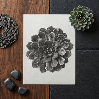 Margined Pyramidal Saxifrage (saxifraga Aizoon) - Karl Blossfeldt Art Print / Canvas Black-and-white Printed Illustration Succulent Plant