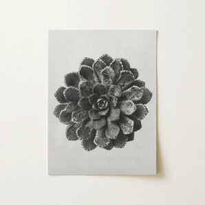 Margined Pyramidal Saxifrage (saxifraga Aizoon) - Karl Blossfeldt Art Print / Canvas, Karl Blossfeldt, Saxifraga Aizoon, Blossfeldt’s