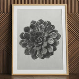 Margined Pyramidal Saxifrage (saxifraga Aizoon) - Karl Blossfeldt Art Print / Canvas Framed Black White Photographic Print Detailed