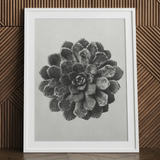 Margined Pyramidal Saxifrage (saxifraga Aizoon) - Karl Blossfeldt Art Print / Canvas Framed Black White Photographic Print Detailed