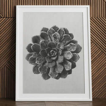 Margined Pyramidal Saxifrage (saxifraga Aizoon) - Karl Blossfeldt Art Print / Canvas Framed Black White Photographic Print Detailed