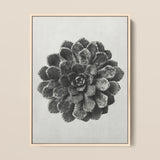 Margined Pyramidal Saxifrage (saxifraga Aizoon) - Karl Blossfeldt Art Print / Canvas Framed Black White Photographic Print Succulent Plant
