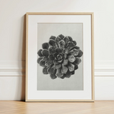 Margined Pyramidal Saxifrage (saxifraga Aizoon) - Karl Blossfeldt Art Print / Canvas Framed Black White Photographic Print Succulent Plant