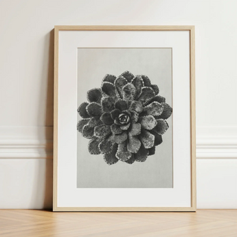 Margined Pyramidal Saxifrage (saxifraga Aizoon) - Karl Blossfeldt Art Print / Canvas Framed Black White Photographic Print Succulent Plant